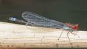 Pseudagrion massaicum (Massai Sprite) male 4.jpg